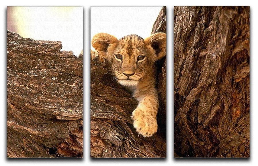 A little tiger cub look out for rocks 3 Split Panel Canvas Print - Canvas Art Rocks - 1
