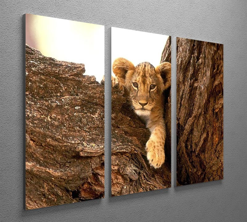 A little tiger cub look out for rocks 3 Split Panel Canvas Print - Canvas Art Rocks - 2