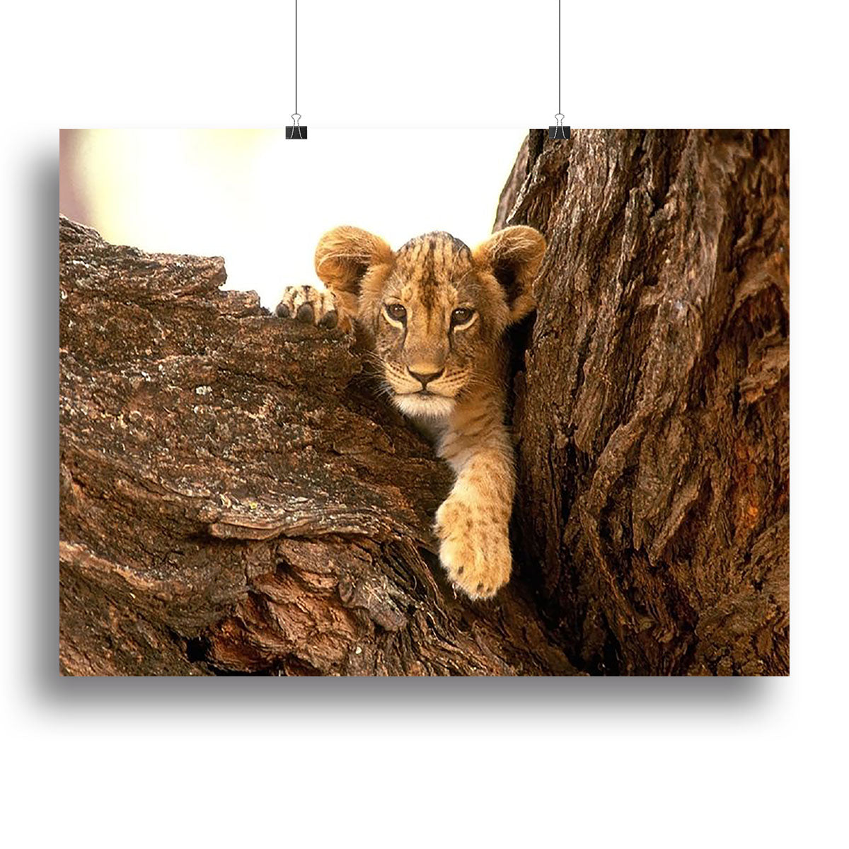 A little tiger cub look out for rocks Canvas Print or Poster - Canvas Art Rocks - 2