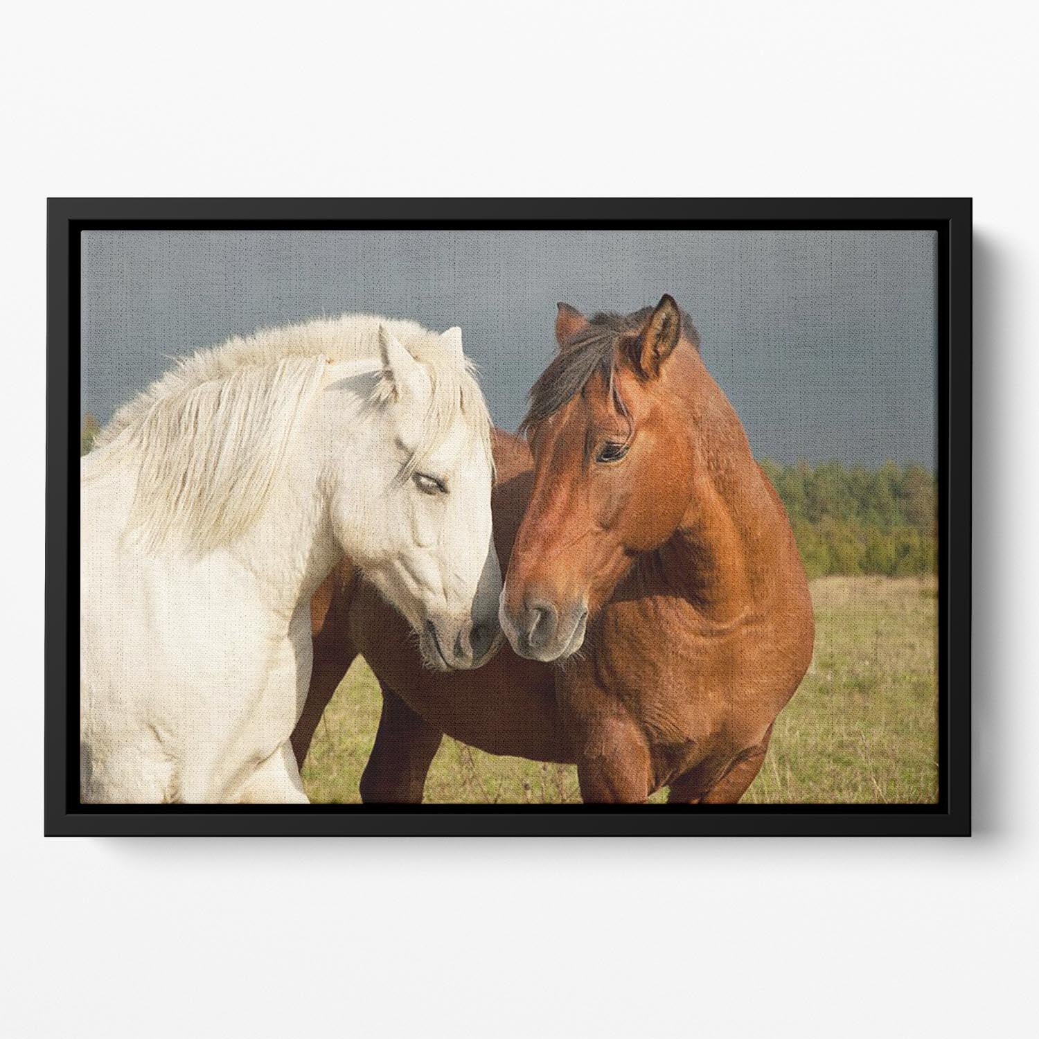 A pair of horses showing affection Floating Framed Canvas - Canvas Art Rocks - 2