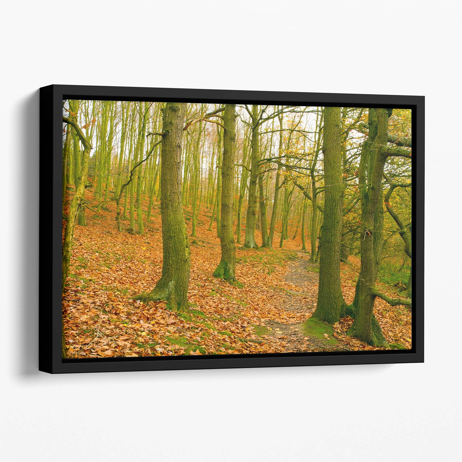 A path through the woods at Haw park Floating Framed Canvas