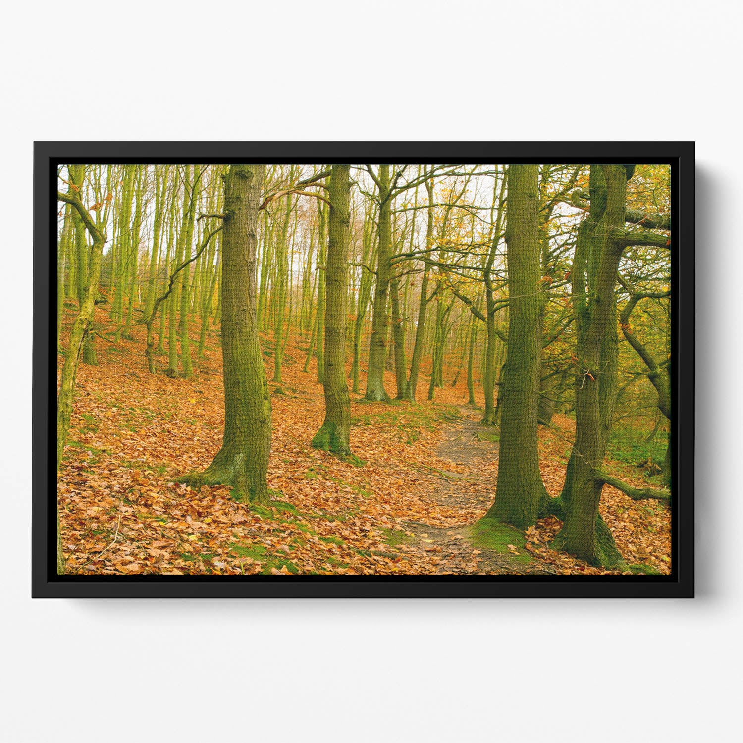 A path through the woods at Haw park Floating Framed Canvas