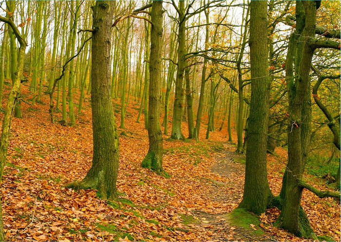 A path through the woods at Haw park Wall Mural Wallpaper