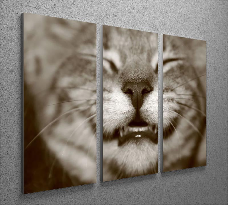 A smiling kitten 3 Split Panel Canvas Print - Canvas Art Rocks - 2