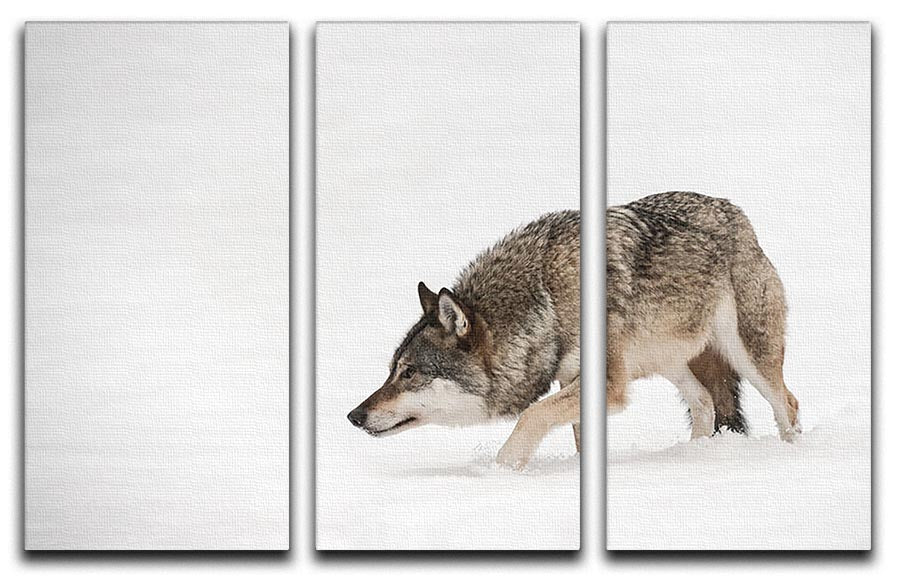 A solitary lone wolf prowls through snow 3 Split Panel Canvas Print - Canvas Art Rocks - 1