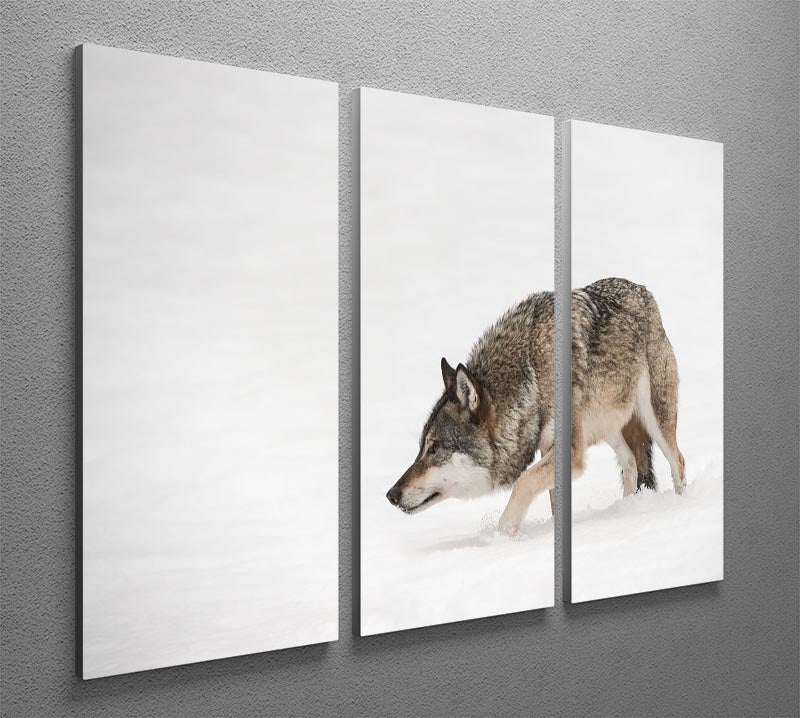 A solitary lone wolf prowls through snow 3 Split Panel Canvas Print - Canvas Art Rocks - 2