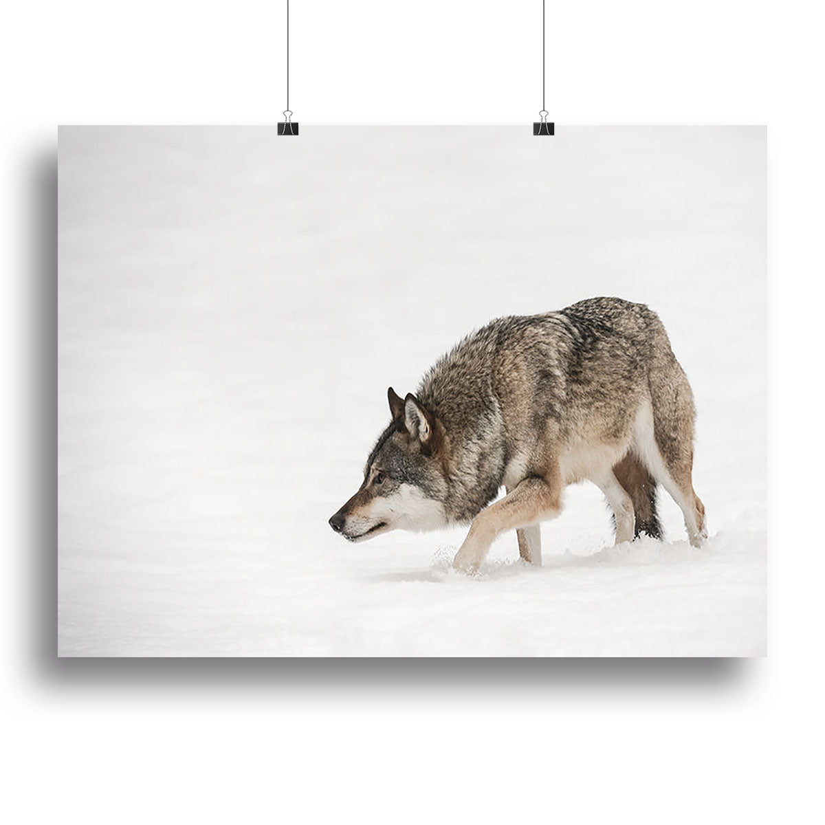 A solitary lone wolf prowls through snow Canvas Print or Poster - Canvas Art Rocks - 2