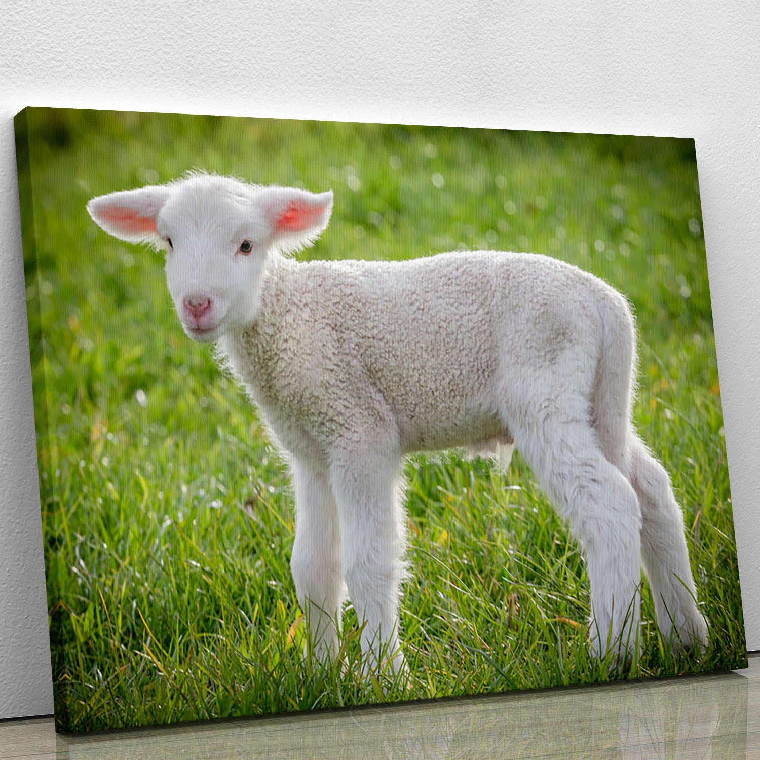 A white suffolk lamb Canvas Print or Poster - Canvas Art Rocks - 1