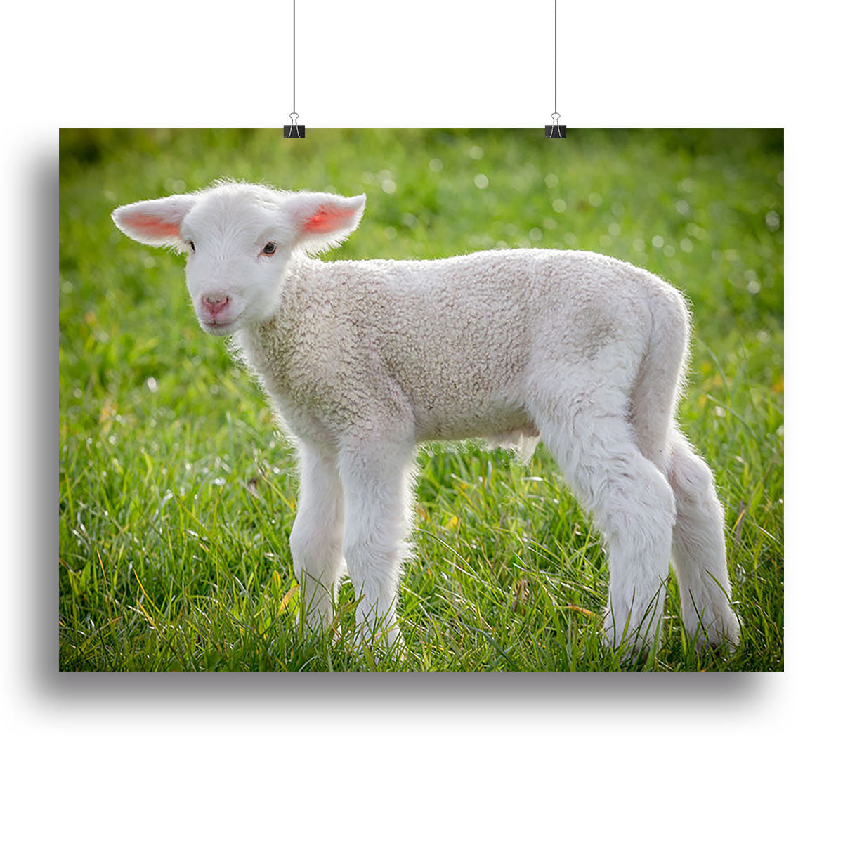 A white suffolk lamb Canvas Print or Poster - Canvas Art Rocks - 2