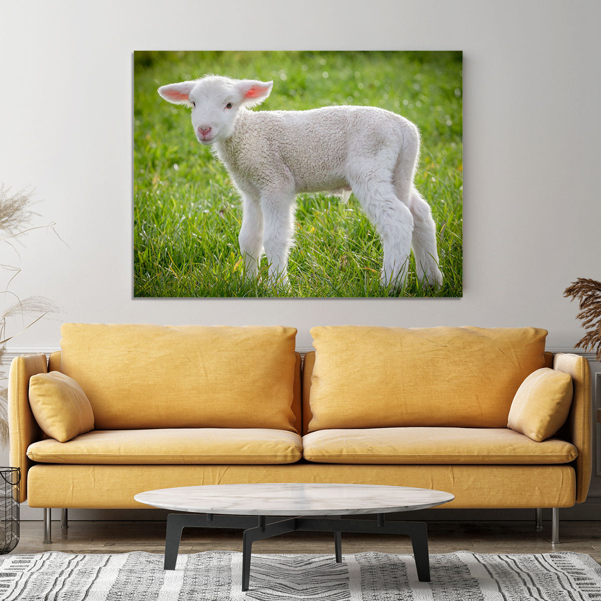 A white suffolk lamb Canvas Print or Poster - Canvas Art Rocks - 4