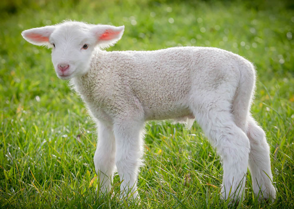 A white suffolk lamb Wall Mural Wallpaper - Canvas Art Rocks - 1