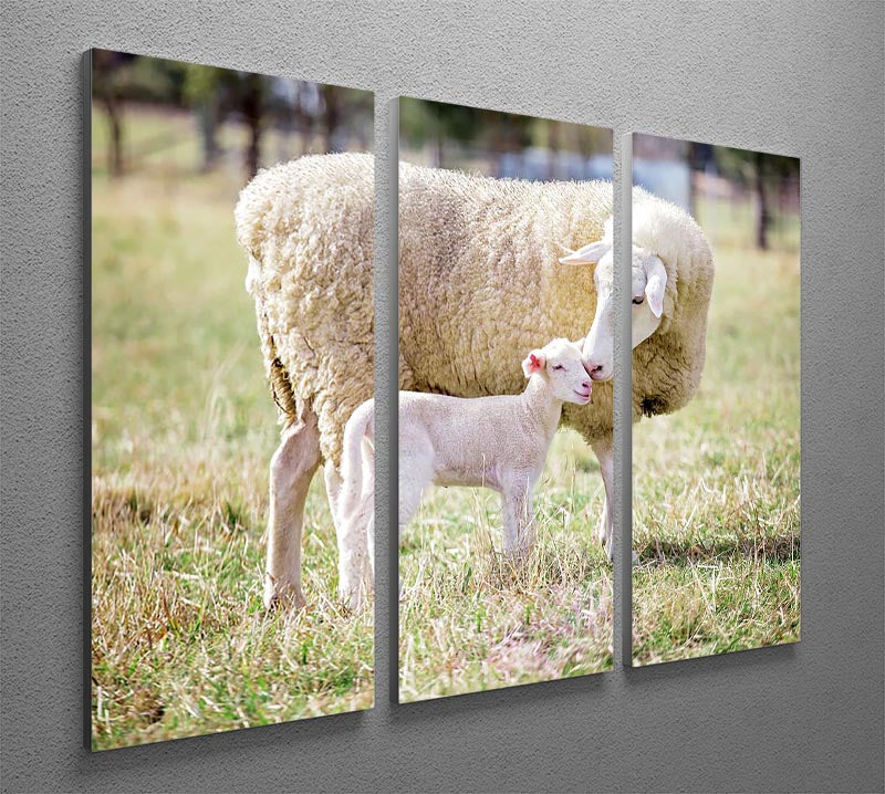 A white suffolk sheep with a lamb 3 Split Panel Canvas Print - Canvas Art Rocks - 2