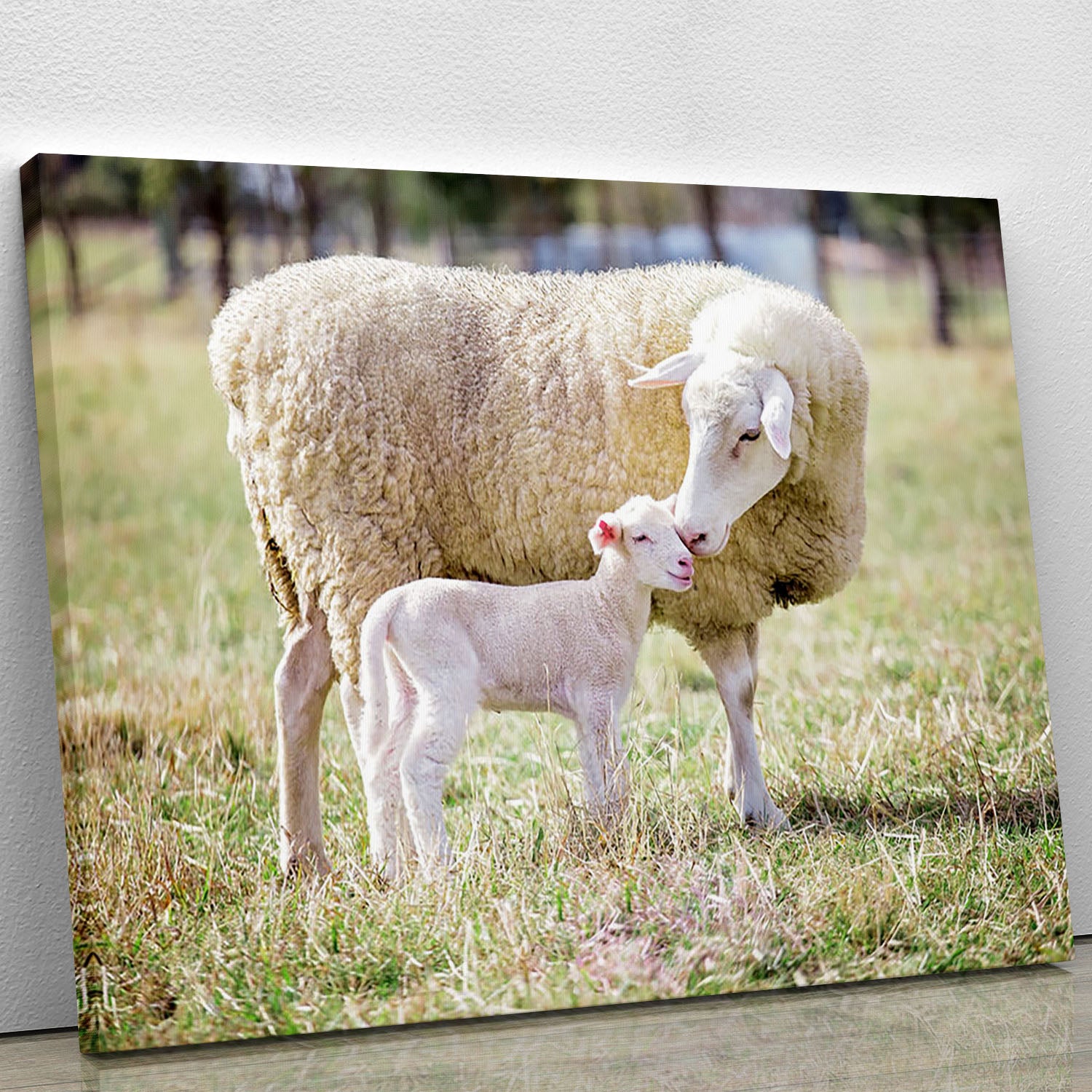 A white suffolk sheep with a lamb Canvas Print or Poster - Canvas Art Rocks - 1