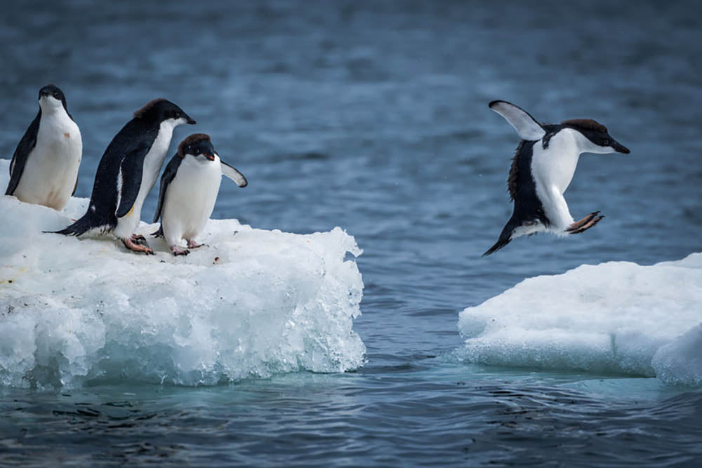 Adelie penguin jumping between two ice floes Wall Mural Wallpaper - Canvas Art Rocks - 1