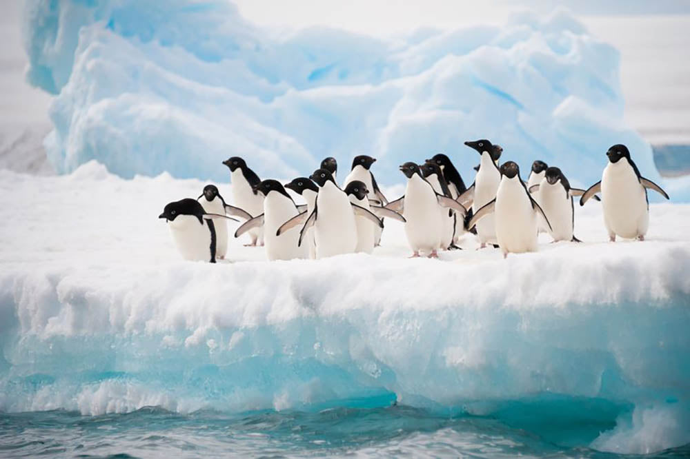 Adelie penguins colony on the iceberg Wall Mural Wallpaper - Canvas Art Rocks - 1