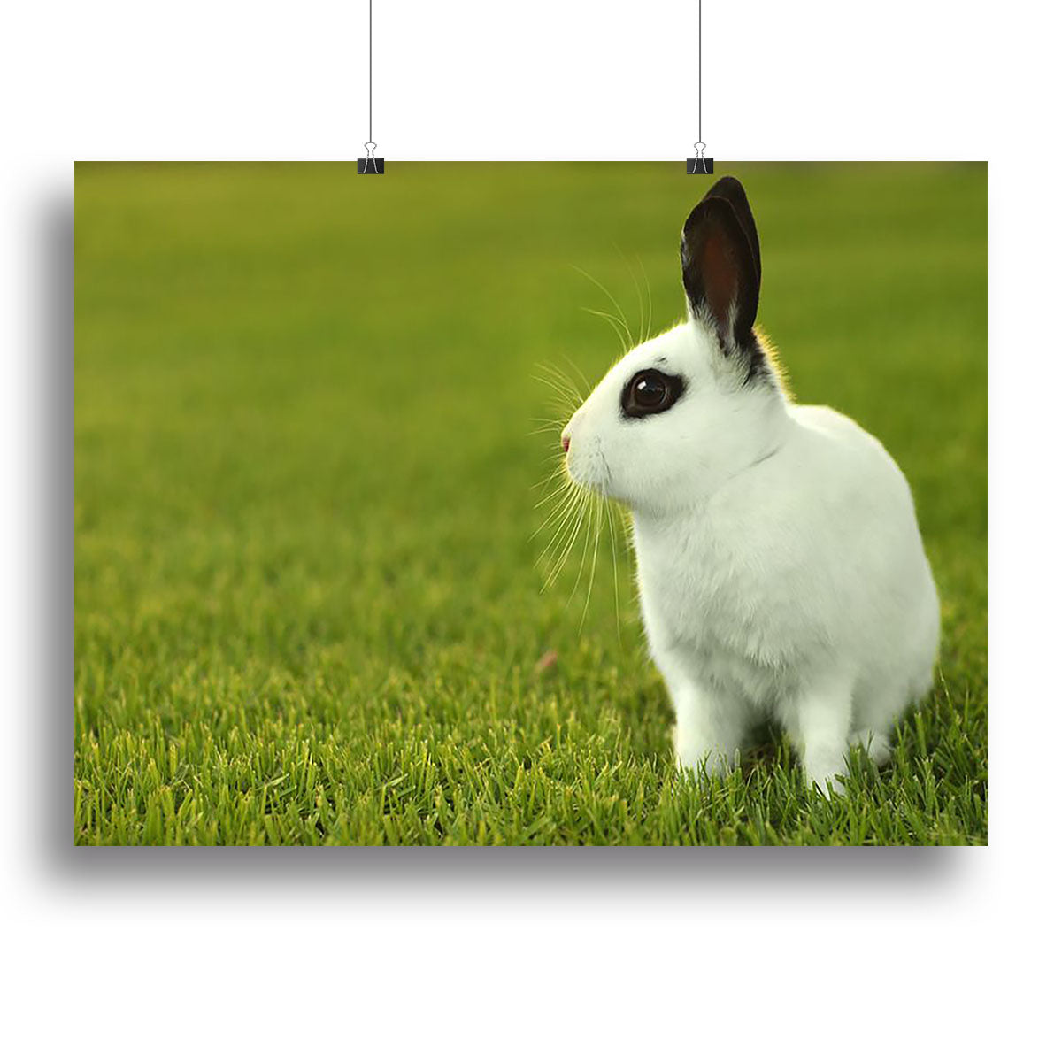Adorable White Bunny Rabbit Canvas Print or Poster - Canvas Art Rocks - 2