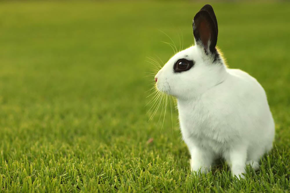 Adorable White Bunny Rabbit Wall Mural Wallpaper - Canvas Art Rocks - 1