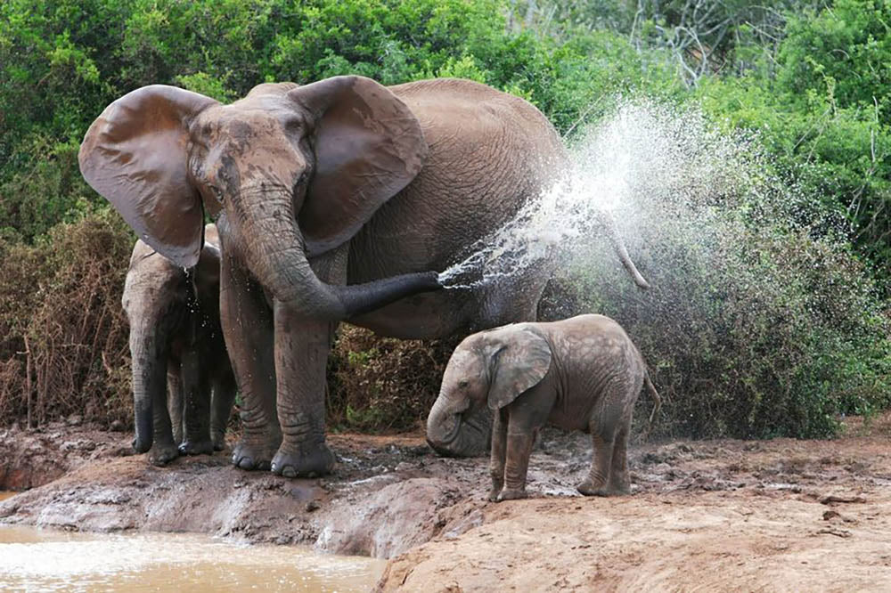 African elephant mother and baby cooling off Wall Mural Wallpaper - Canvas Art Rocks - 1