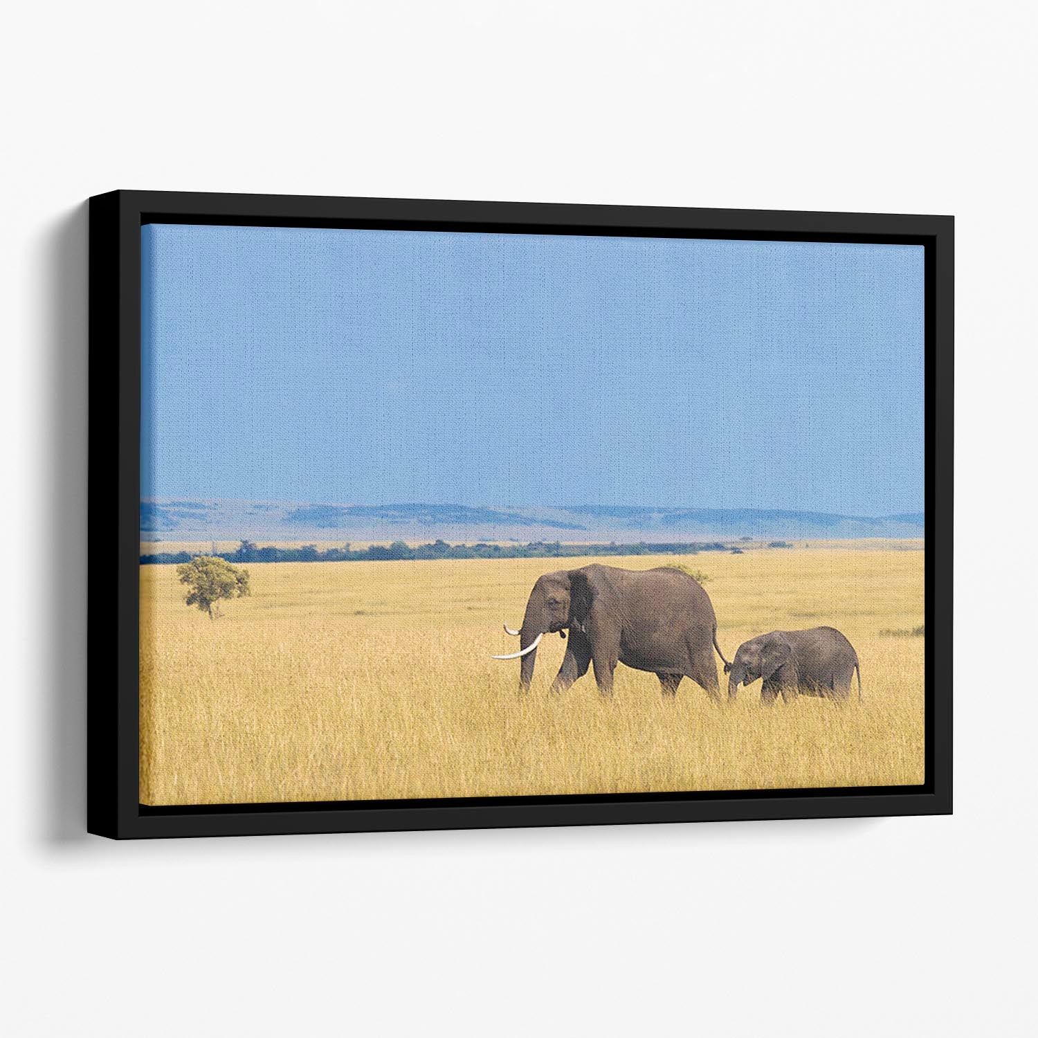 African elephant with calf Floating Framed Canvas - Canvas Art Rocks - 1