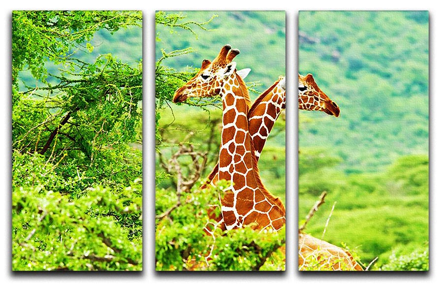 African giraffes family 3 Split Panel Canvas Print - Canvas Art Rocks - 1