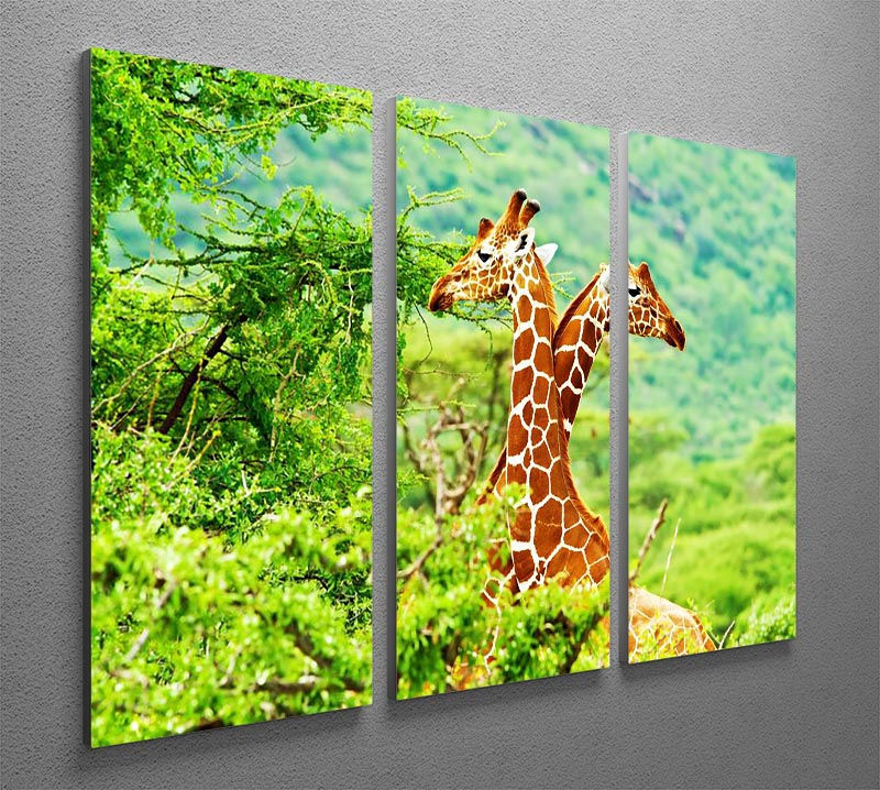 African giraffes family 3 Split Panel Canvas Print - Canvas Art Rocks - 2