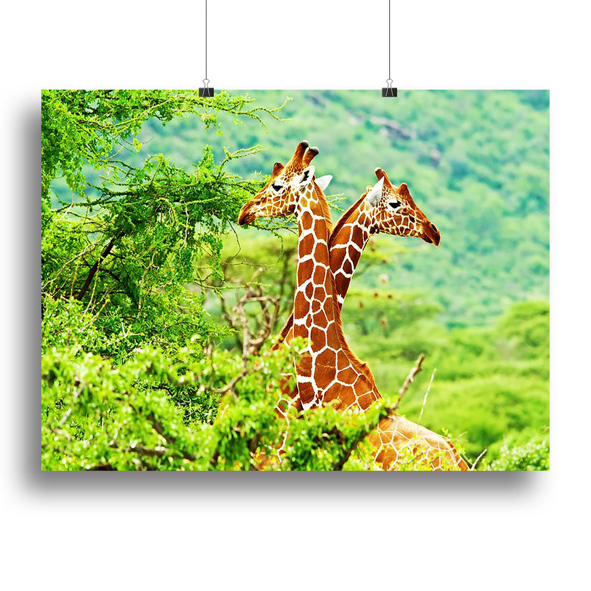 African giraffes family Canvas Print or Poster - Canvas Art Rocks - 2