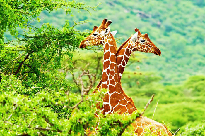 African giraffes family Wall Mural Wallpaper