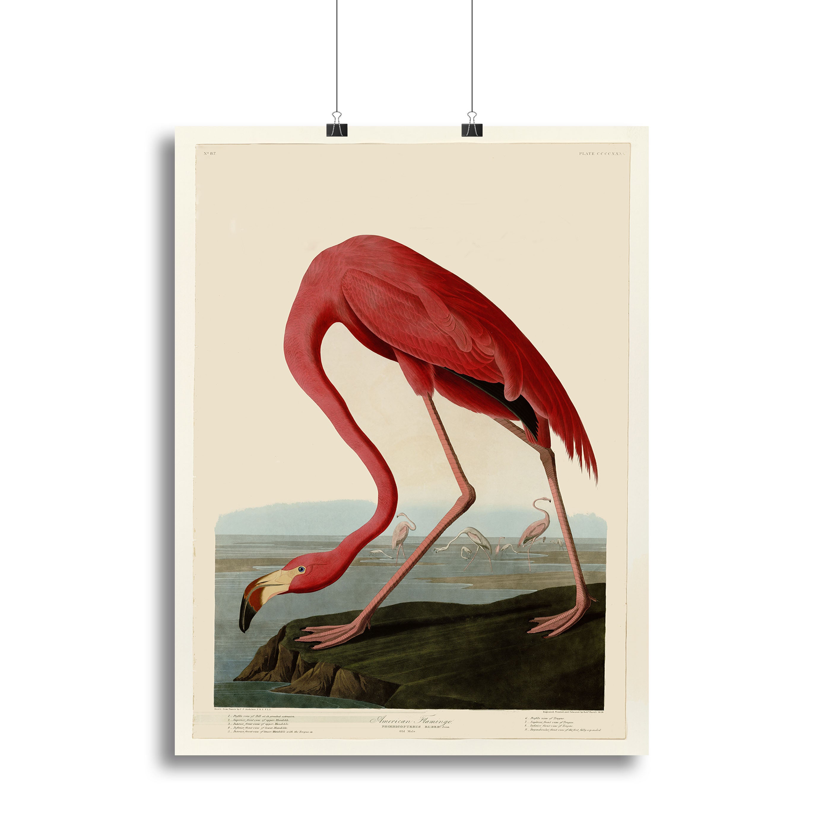 American Flamingo 2 by Audubon Canvas Print or Poster