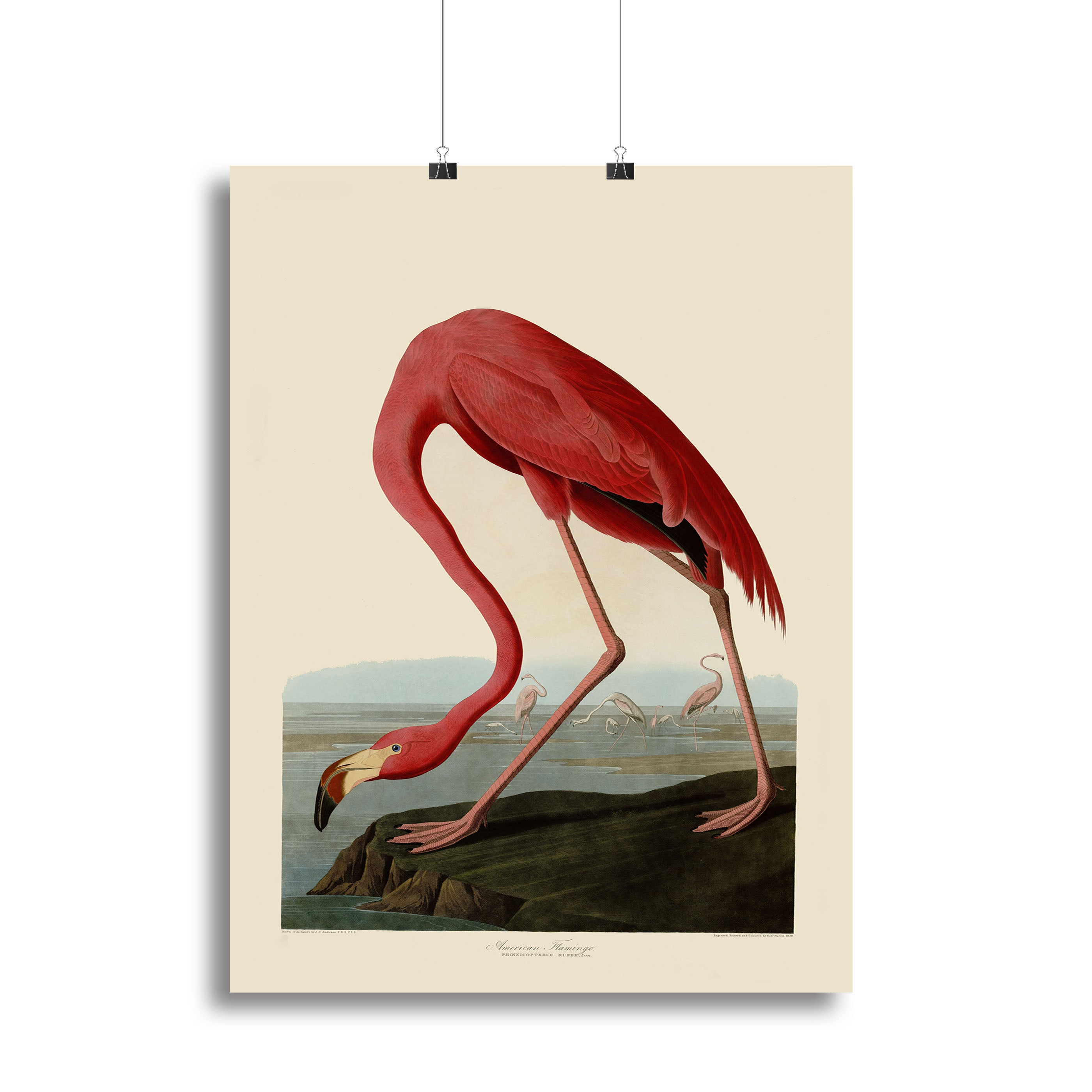 American Flamingo by Audubon Canvas Print or Poster