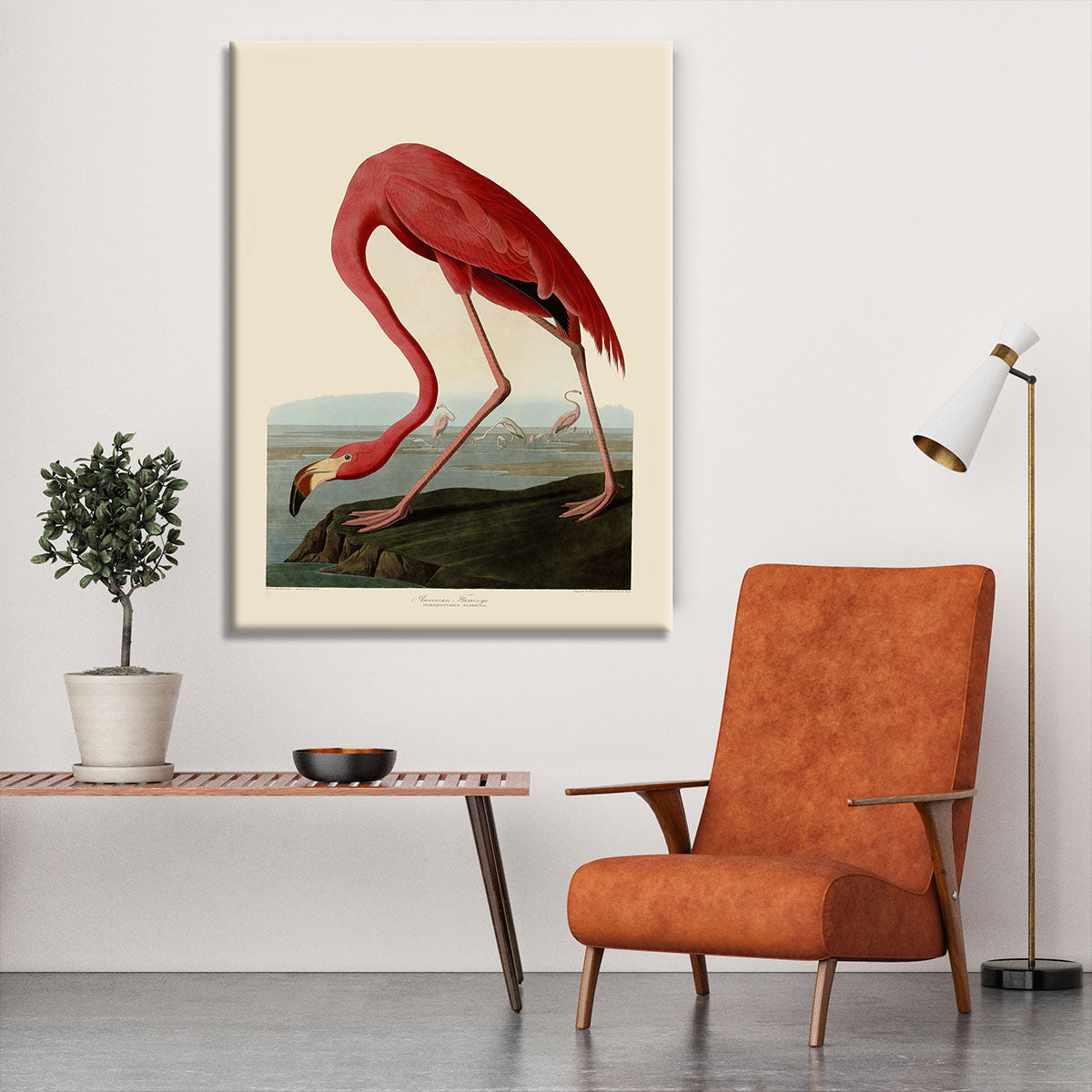 American Flamingo by Audubon Canvas Print or Poster