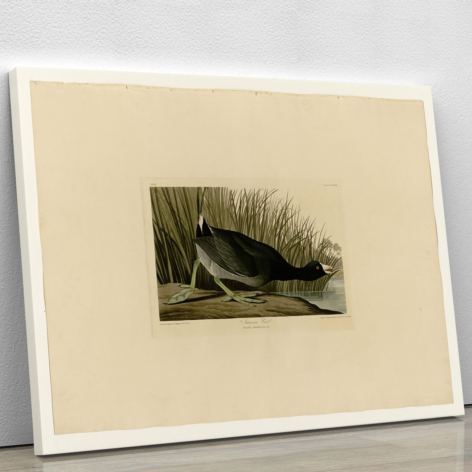American Coot by Audubon Canvas Print or Poster - Canvas Art Rocks - 1