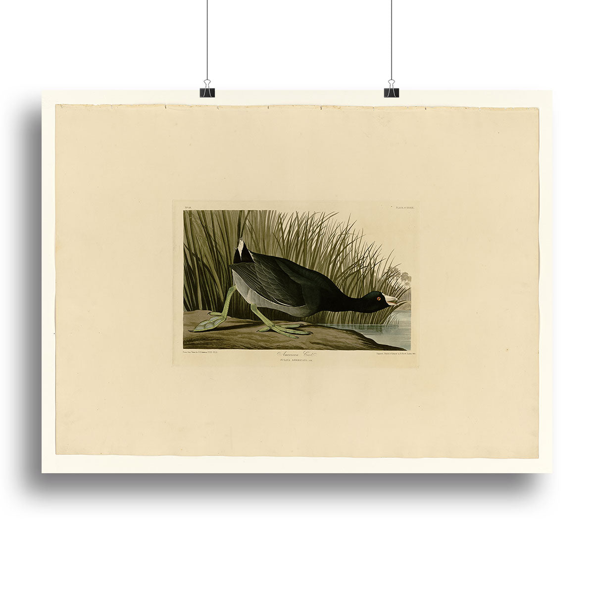 American Coot by Audubon Canvas Print or Poster - Canvas Art Rocks - 2