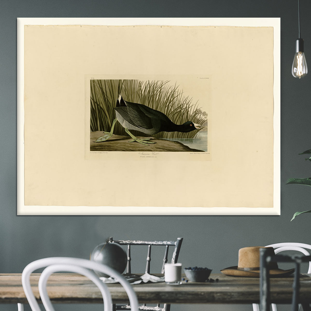 American Coot by Audubon Canvas Print or Poster - Canvas Art Rocks - 3
