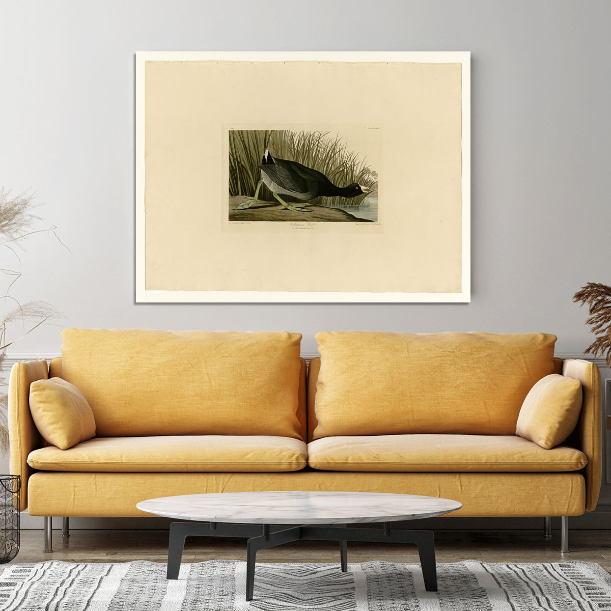 American Coot by Audubon Canvas Print or Poster - Canvas Art Rocks - 4