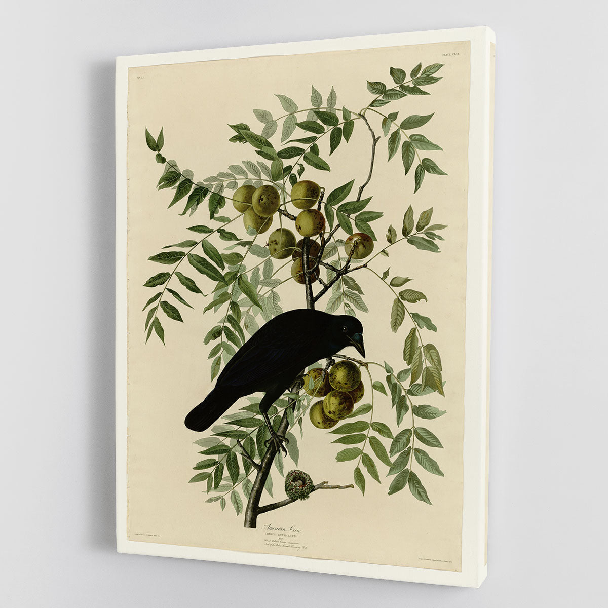 American Crow by Audubon Canvas Print or Poster - Canvas Art Rocks - 1