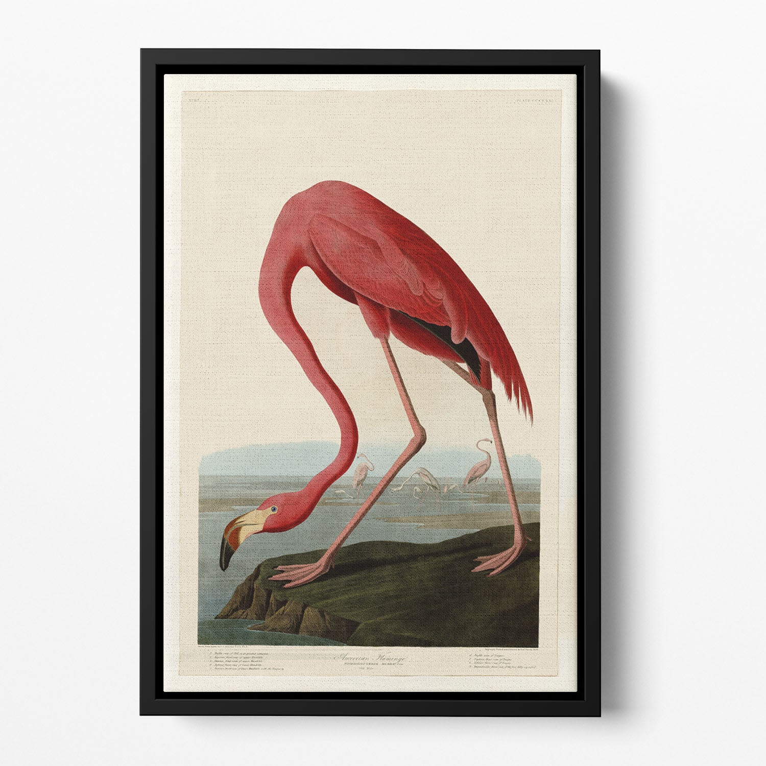 American Flamingo 2 by Audubon Floating Framed Canvas