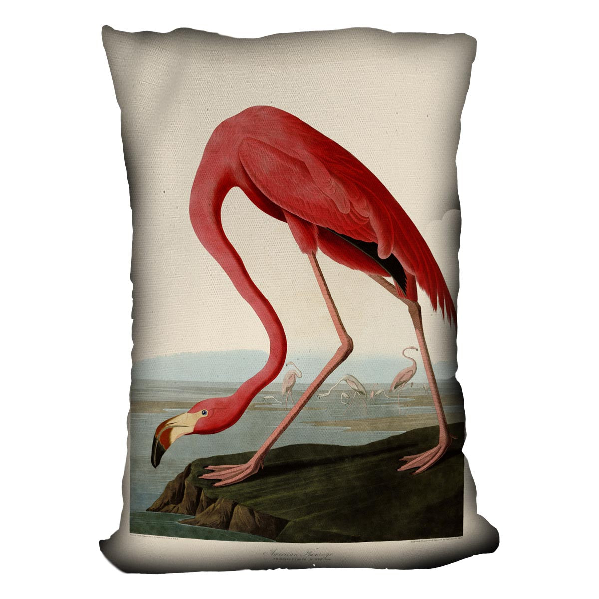 American Flamingo by Audubon Cushion