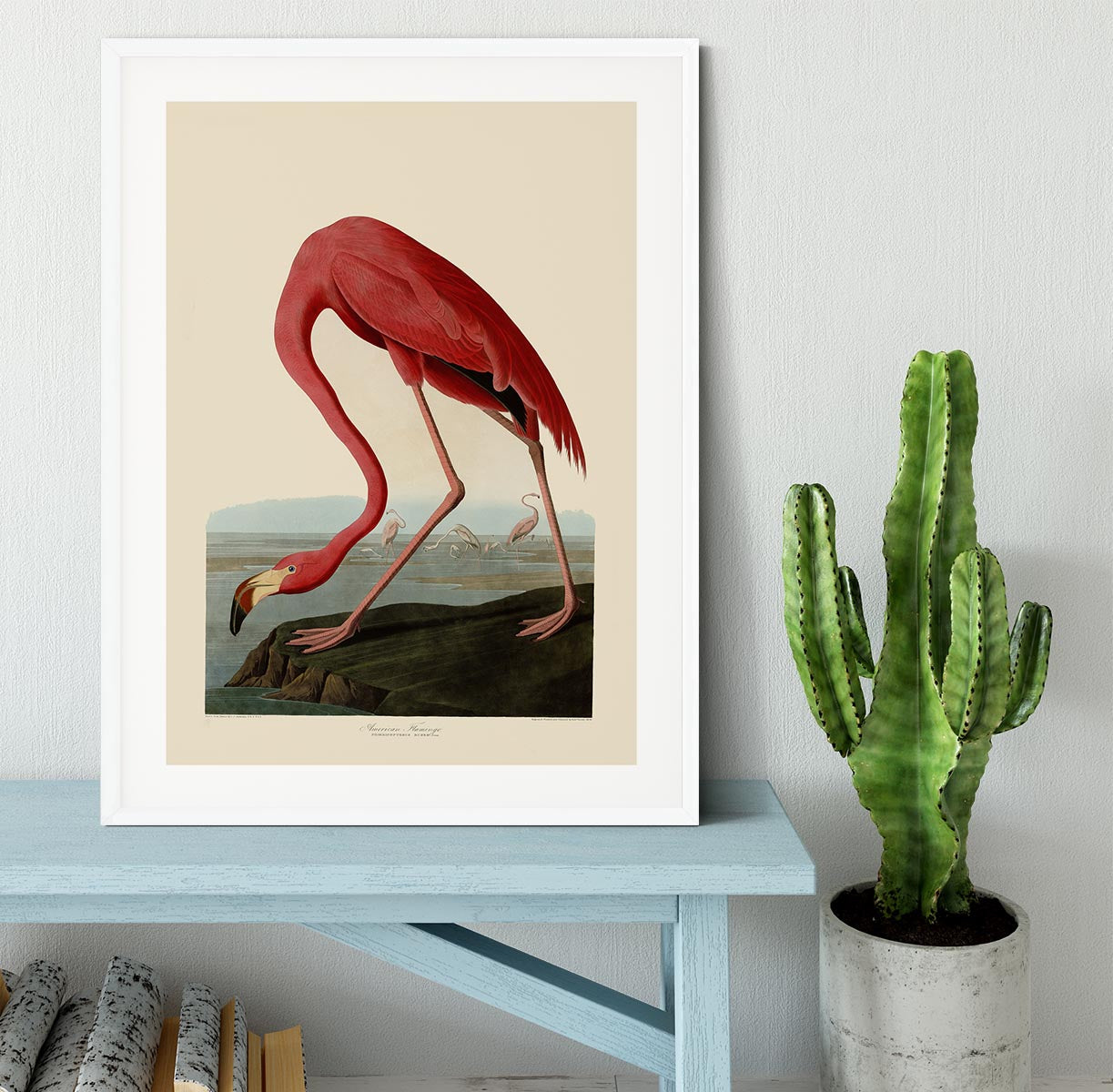 American Flamingo by Audubon Framed Print - Canvas Art Rocks - 5