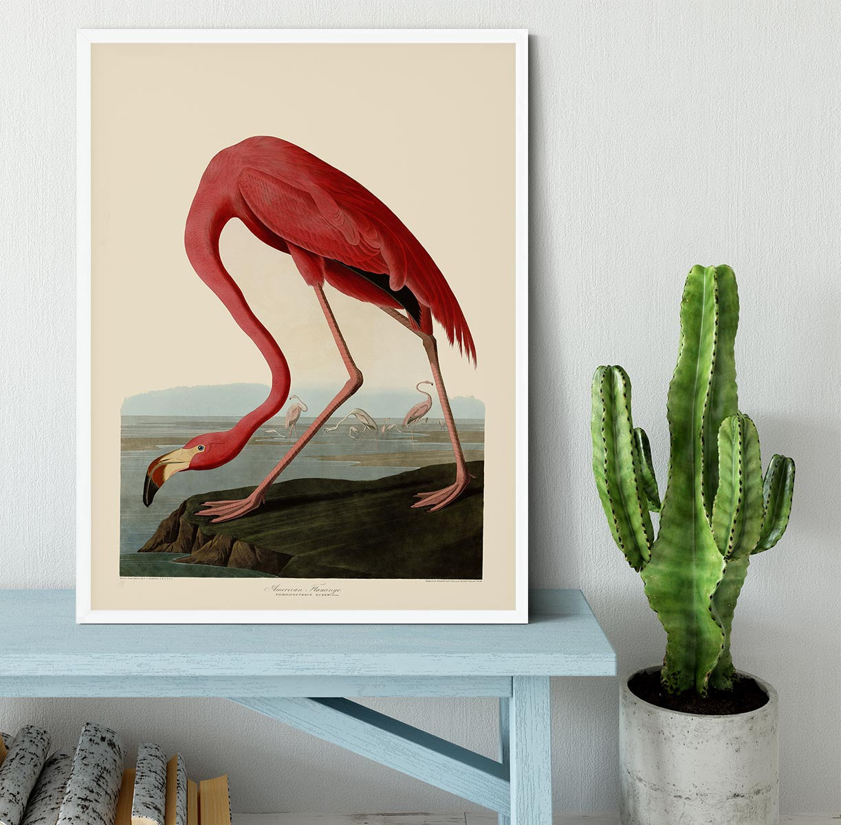 American Flamingo by Audubon Framed Print - Canvas Art Rocks -6