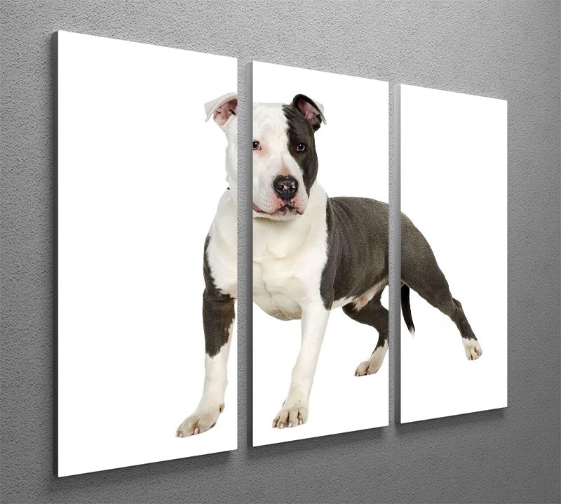 American Staffordshire terrier 3 Split Panel Canvas Print - Canvas Art Rocks - 2