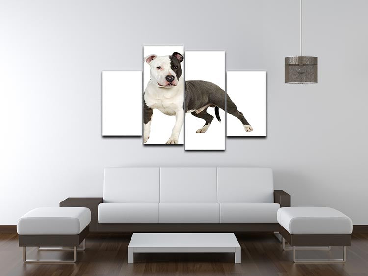 American Staffordshire terrier 4 Split Panel Canvas - Canvas Art Rocks - 3