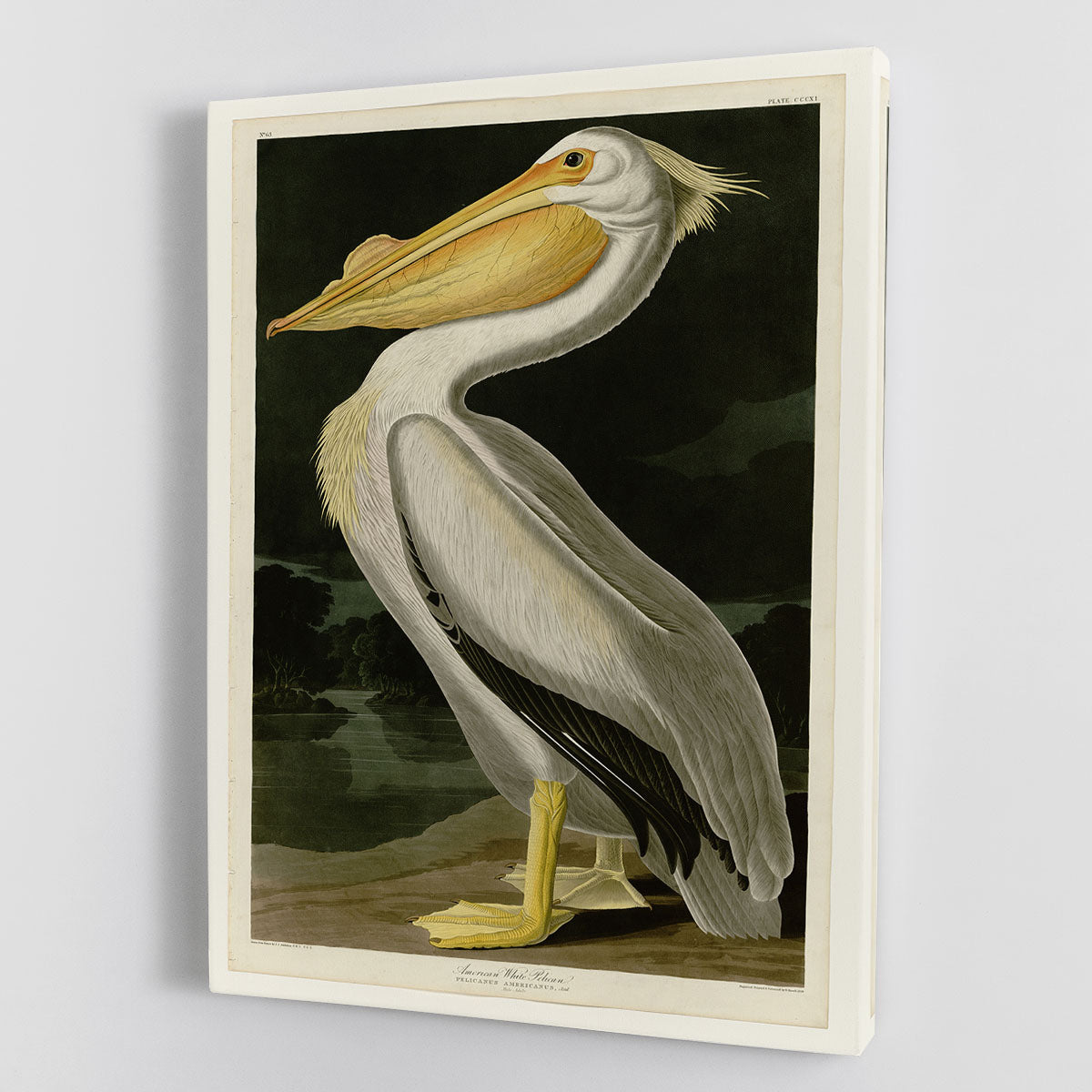 American White Pelican by Audubon Canvas Print or Poster - Canvas Art Rocks - 1