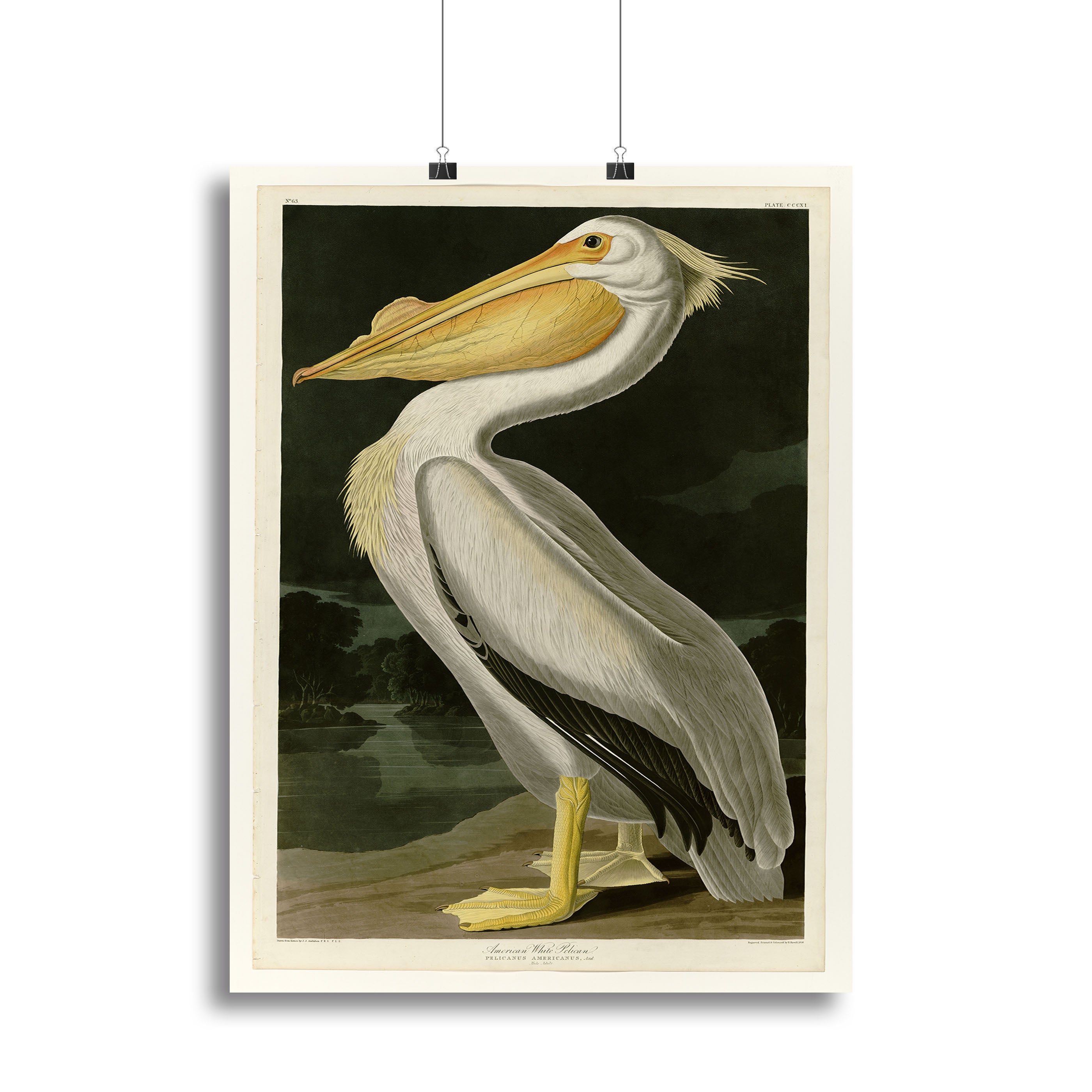 American White Pelican by Audubon Canvas Print or Poster - Canvas Art Rocks - 2