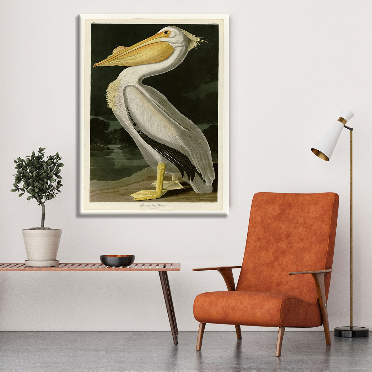American White Pelican by Audubon Canvas Print or Poster - Canvas Art Rocks - 6