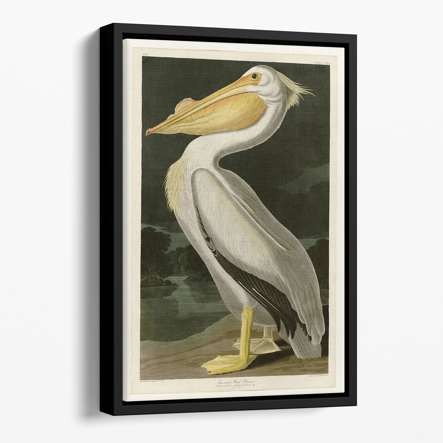 American White Pelican by Audubon Floating Framed Canvas