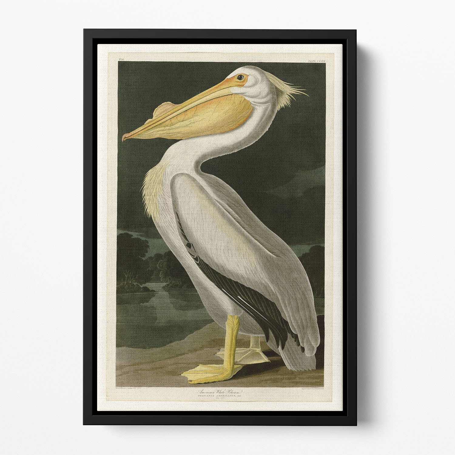 American White Pelican by Audubon Floating Framed Canvas