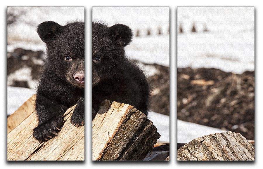 American black bear cub 3 Split Panel Canvas Print - Canvas Art Rocks - 1