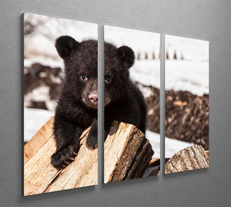 American black bear cub 3 Split Panel Canvas Print - Canvas Art Rocks - 2