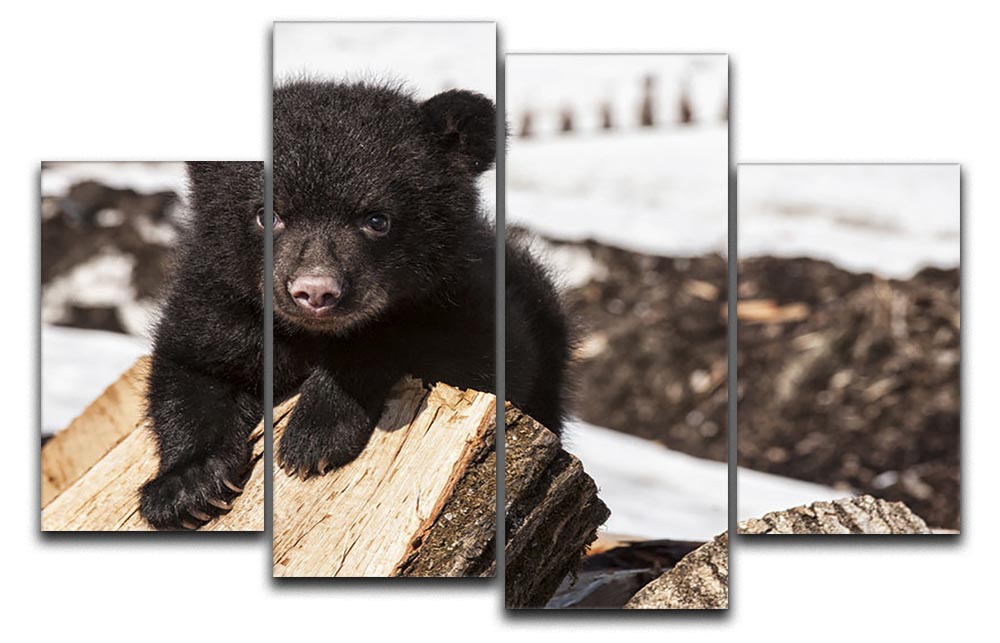 American black bear cub 4 Split Panel Canvas - Canvas Art Rocks - 1