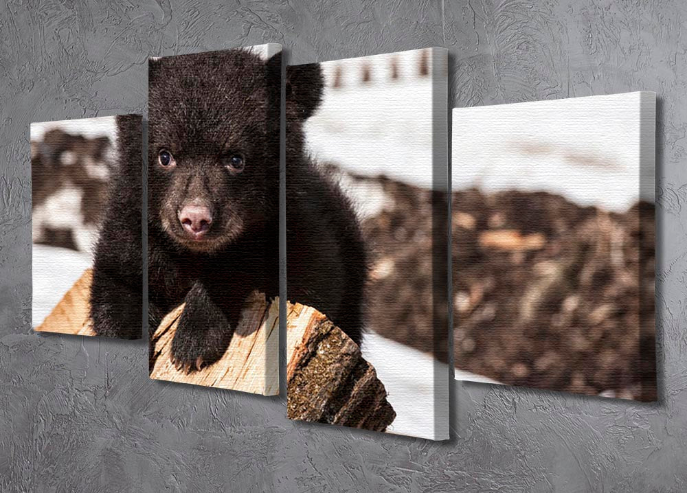 American black bear cub 4 Split Panel Canvas - Canvas Art Rocks - 2